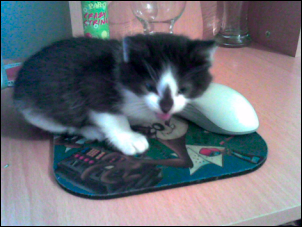 going to get him vet-checked tomorrow...