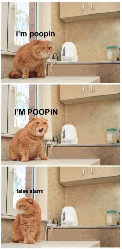 poopcat.jpg