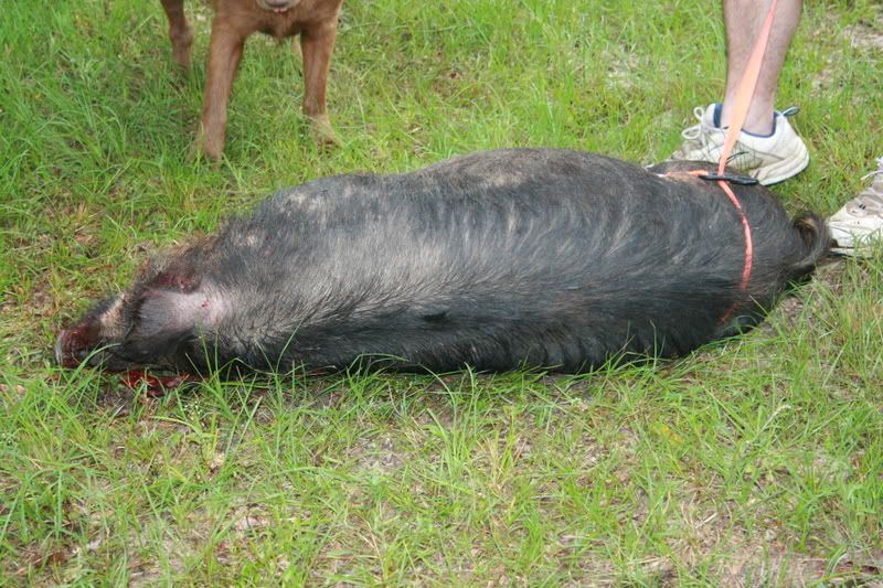 pig089.jpg