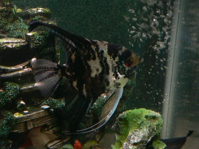 Fish011.jpg