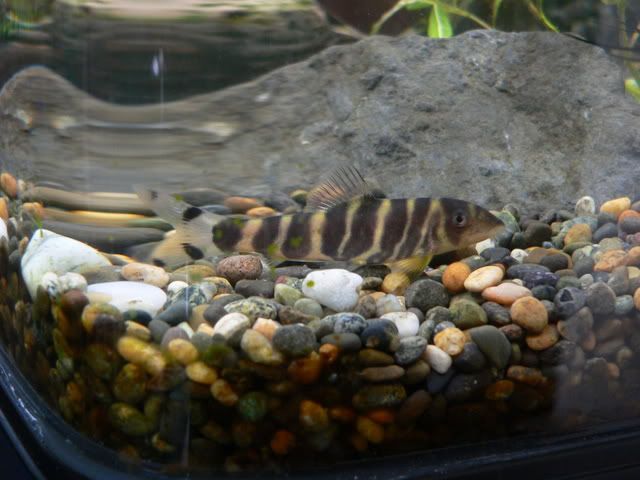 Loach003.jpg