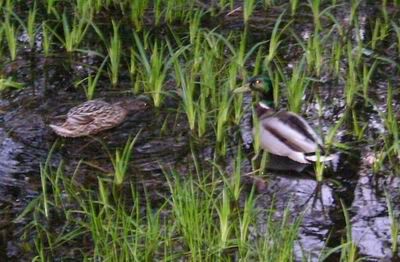 �� � ������� ����� ����� ))