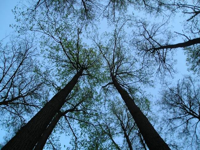 ������ ����������� )