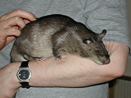 Photo Courtesy of Kali: African Pouched Rat