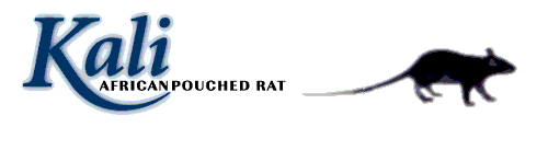 Kali - Pouched Rats