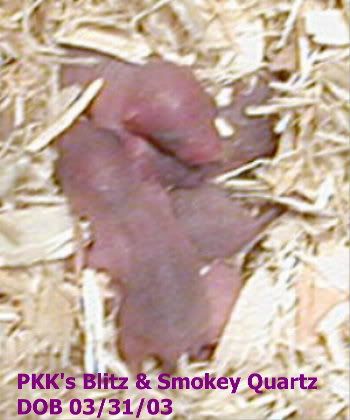 Property of Purple Kat Kritters