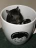 Click here to join gerbil_hamsterclassifieds