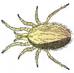 Rat Mite info from Texas Cooperative Extension