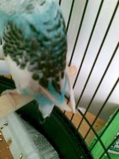 bird.jpg