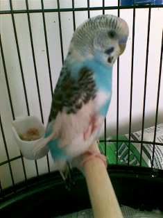 bird2.jpg