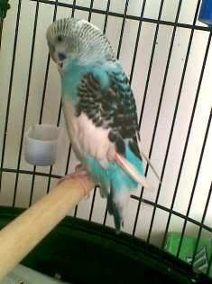 bird3.jpg