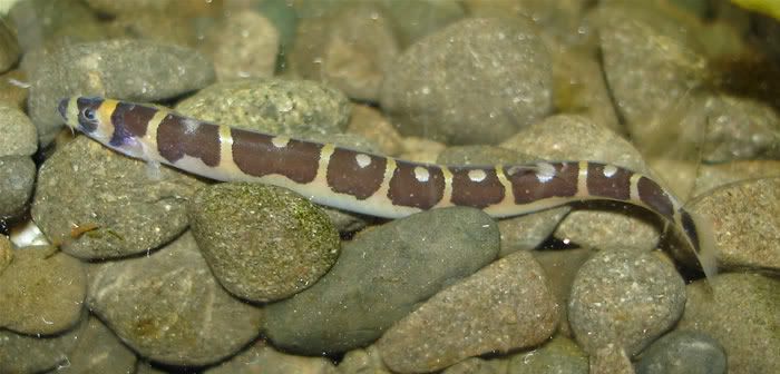 Half-Banded_Loach.jpg