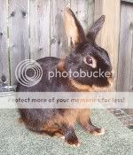 chocolate tan rabbit