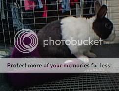 Dutch rabbit using litter box