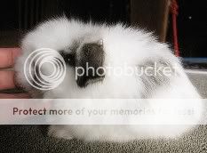 cute american fuzzy lop rabbit baby