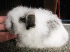 cute american fuzzy lop rabbit baby