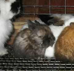 baby american fuzzy lop rabbit