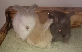 english angora rabbits - chocolate, fawn