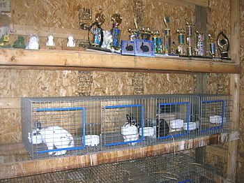 dwarf breed rabbits in hanging cages