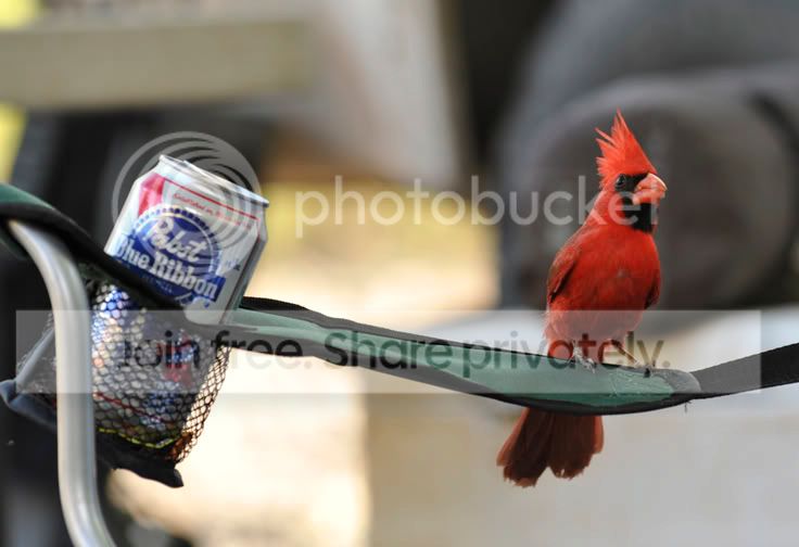 cardinal.jpg
