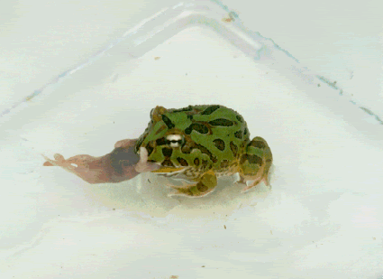 frog.gif