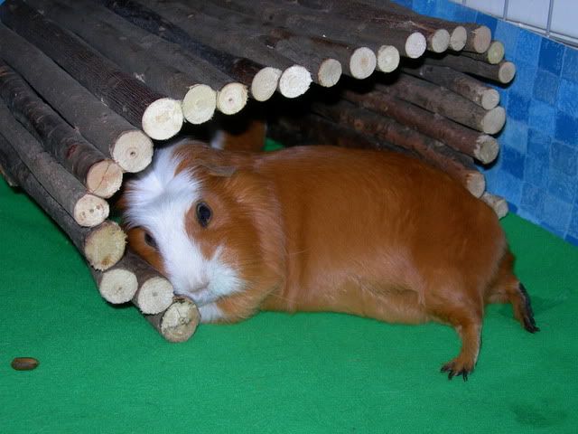DSCN0346.jpg