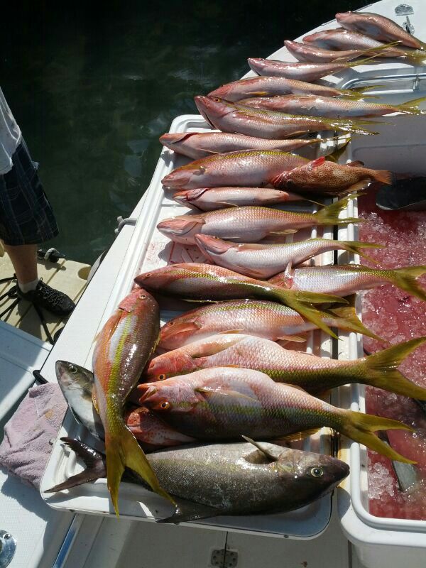 Monster Yellowtail Snapper in Bermuda — Florida Sportsman