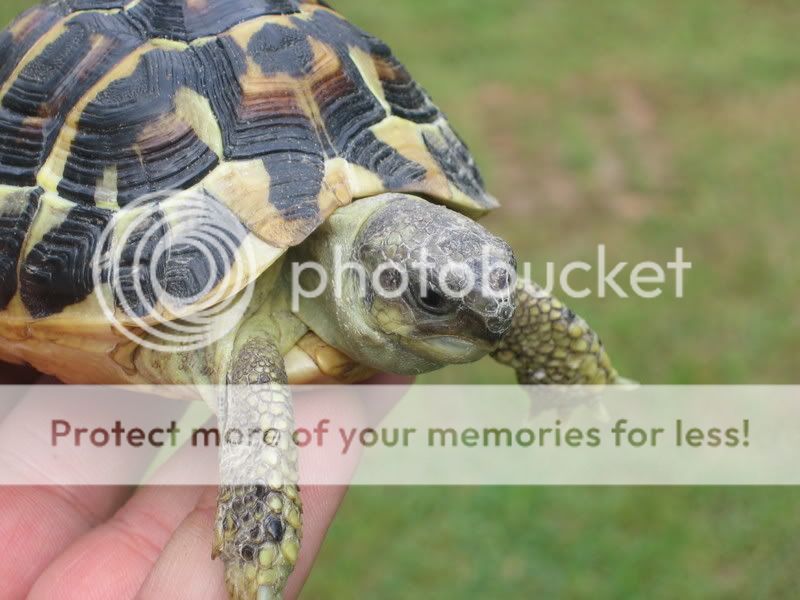 Hermanns tortoise (Testudo hermanni)- pics and information - Shelled ...