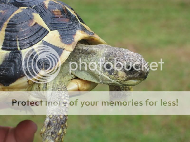 Hermanns tortoise (Testudo hermanni)- pics and information - Shelled ...