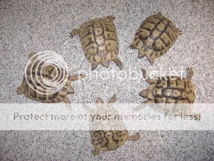 1.4 Proven Dalmatian Hermann's Tortoises | Tortoise Forum