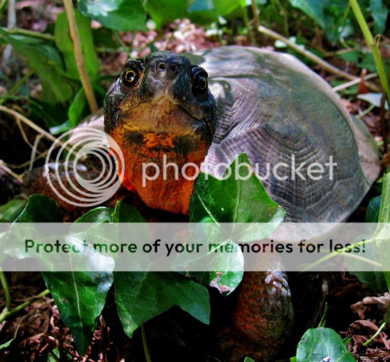 Another Day Garden State Tortoise Pic Heavy Tortoise Forum