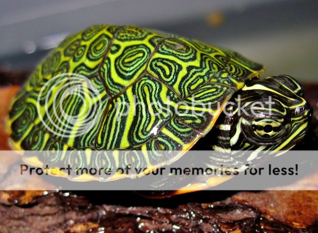 For Sale Gorgeous REAL Northern Red Bellied Turtles - FaunaClassifieds