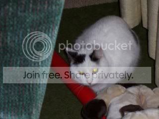 Image hosted by Photobucket.com