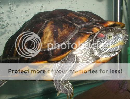 looking for photo of shell pyramiding - Big Pond - Turtle Forum