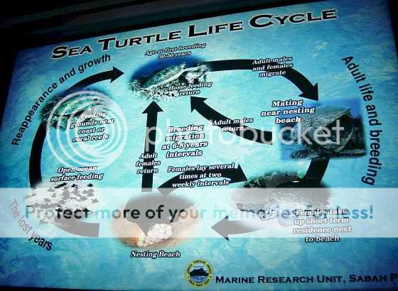 The life cycle of a turtle