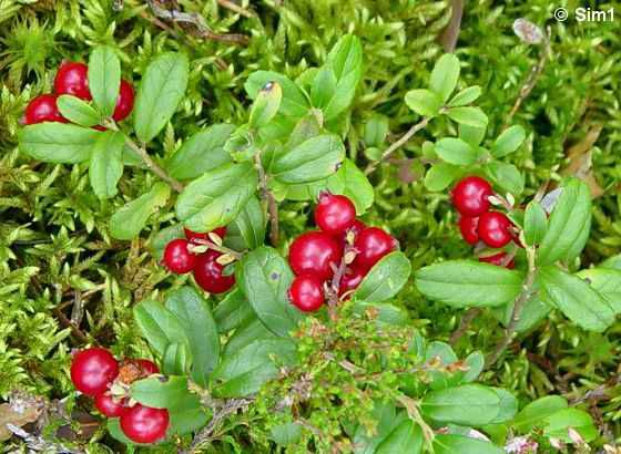 Picking berries