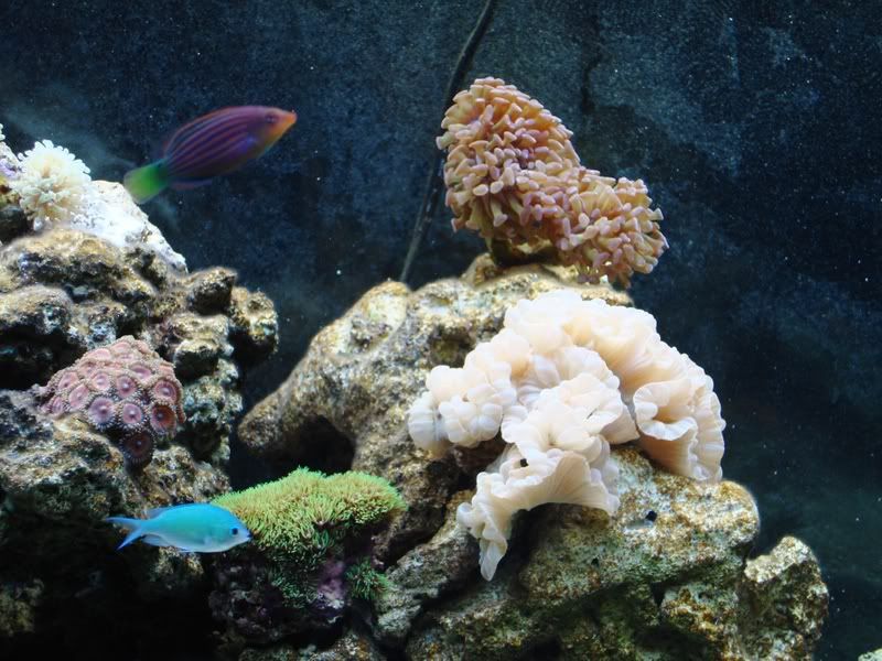 Fox Coral - Reef Central Online Community