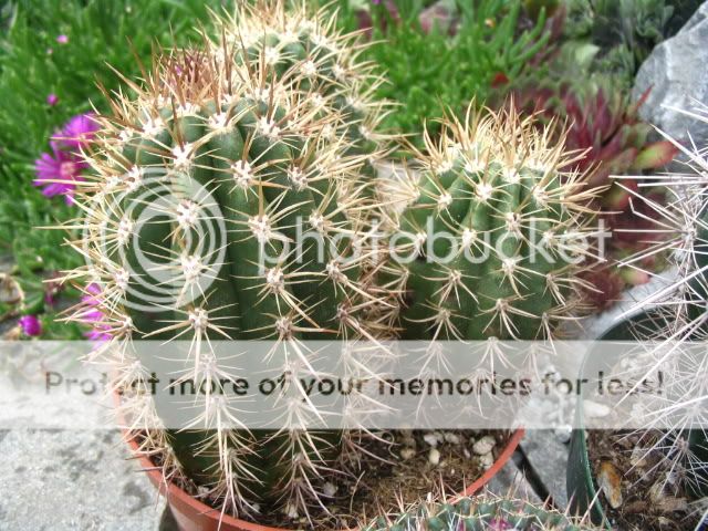 Help - CactiGuide.com