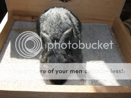 Rare Enderby Island Rabbits | Rabbits Online Pet Rabbit & Bunny Forum