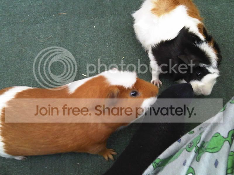 Footeaters.jpg