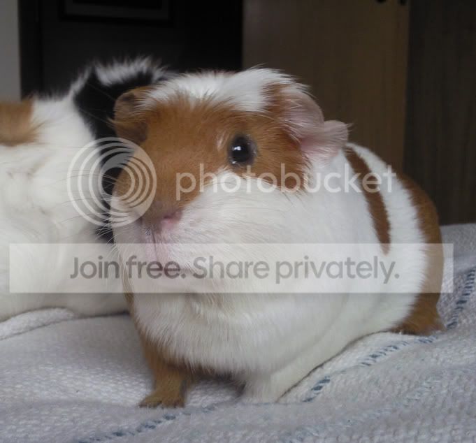 Tpig.jpg