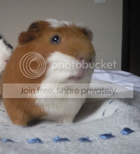 Tpig2.jpg