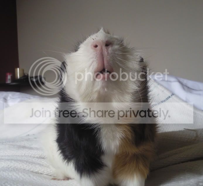 piggylips.jpg